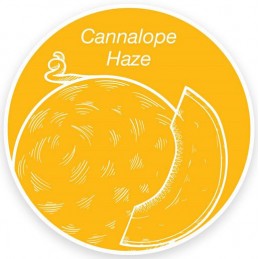 Cannalope Haze